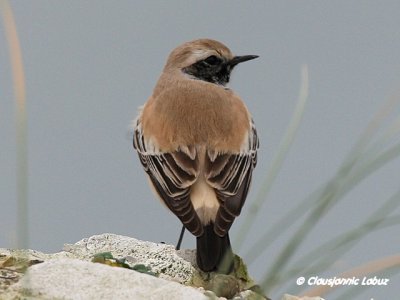 Desert Wheatear/rkenstenpikker - Hanstholm Slamdepot