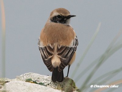 Desert Wheatear/rkenstenpikker - Hanstholm Slamdepot
