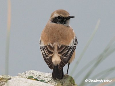 Desert Wheatear/rkenstenpikker - Hanstholm Slamdepot