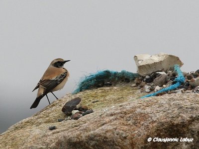 Desert Wheatear/rkenstenpikker - Hanstholm Slamdepot