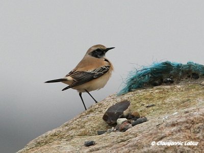 Desert Wheatear/rkenstenpikker - Hanstholm Slamdepot