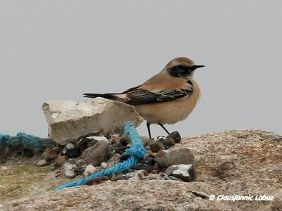 Desert Wheatear/rkenstenpikker - Hanstholm Slamdepot