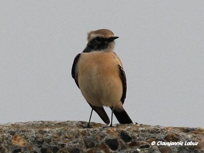 Desert Wheatear/rkenstenpikker - Hanstholm Slamdepot