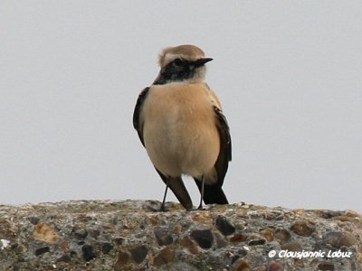 Desert Wheatear/rkenstenpikker - Hanstholm Slamdepot