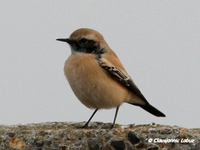 Desert Wheatear/rkenstenpikker - Hanstholm Slamdepot