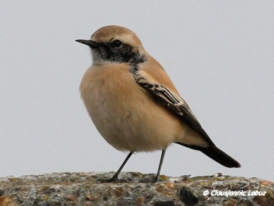 Desert Wheatear/rkenstenpikker - Hanstholm Slamdepot