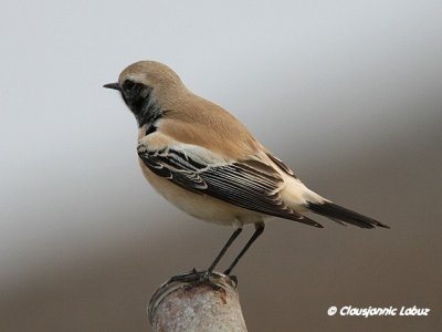 Desert Wheatear/rkenstenpikker - Hanstholm Slamdepot