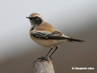 Desert Wheatear/rkenstenpikker - Hanstholm Slamdepot