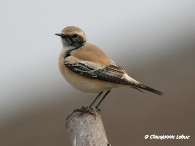 Desert Wheatear/Ørkenstenpikker - Hanstholm Slamdepot