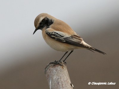 Desert Wheatear/Ørkenstenpikker - Hanstholm Slamdepot