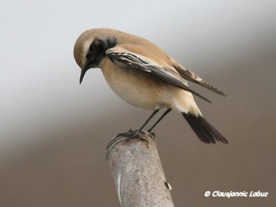 Desert Wheatear/Ørkenstenpikker - Hanstholm Slamdepot