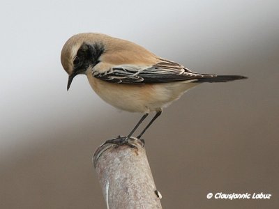 Desert Wheatear/Ørkenstenpikker - Hanstholm Slamdepot