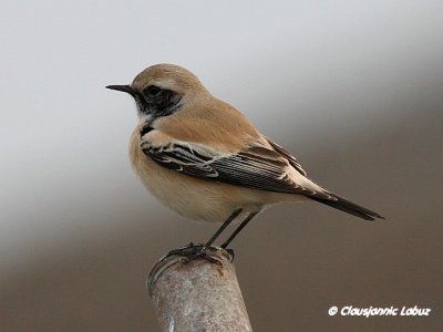Desert Wheatear/Ørkenstenpikker - Hanstholm Slamdepot