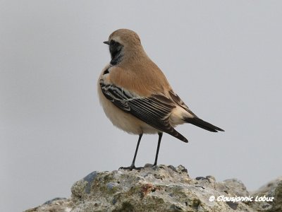 Desert Wheatear/Ørkenstenpikker - Hanstholm Slamdepot