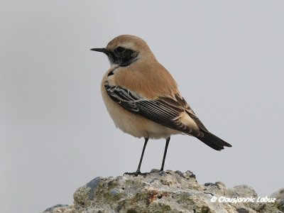 Desert Wheatear/Ørkenstenpikker - Hanstholm Slamdepot