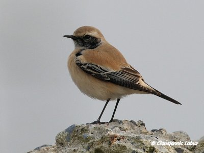 Desert Wheatear/Ørkenstenpikker - Hanstholm Slamdepot