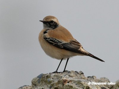 Desert Wheatear/Ørkenstenpikker - Hanstholm Slamdepot