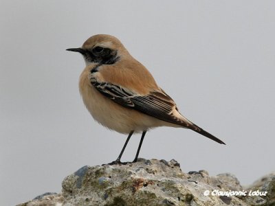 Desert Wheatear/Ørkenstenpikker - Hanstholm Slamdepot