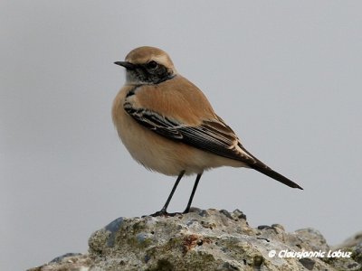 Desert Wheatear/Ørkenstenpikker - Hanstholm Slamdepot