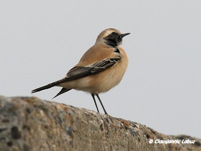 Desert Wheatear/rkenstenpikker - Hanstholm Slamdepot