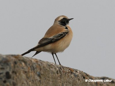 Desert Wheatear/rkenstenpikker - Hanstholm Slamdepot