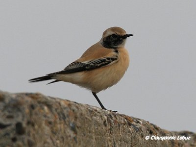 Desert Wheatear/rkenstenpikker - Hanstholm Slamdepot