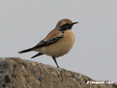 Desert Wheatear/rkenstenpikker - Hanstholm Slamdepot