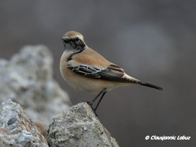 Desert Wheatear/rkenstenpikker - Hanstholm Slamdepot