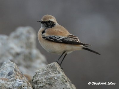 Desert Wheatear/rkenstenpikker - Hanstholm Slamdepot