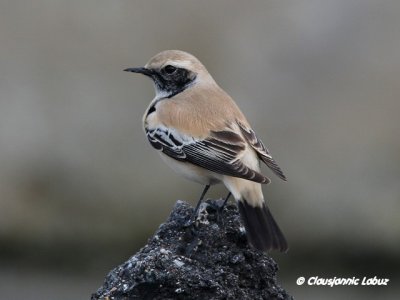 Desert Wheatear/rkenstenpikker - Hanstholm Slamdepot