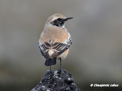 Desert Wheatear/rkenstenpikker - Hanstholm Slamdepot