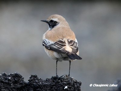 Desert Wheatear/rkenstenpikker - Hanstholm Slamdepot