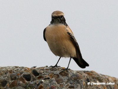 Desert Wheatear/rkenstenpikker - Hanstholm Slamdepot