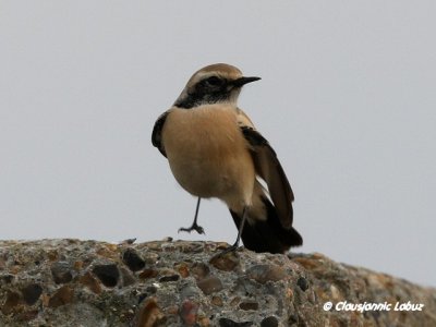 Desert Wheatear/Ørkenstenpikker - Hanstholm Slamdepot