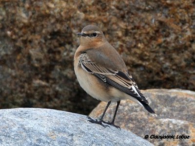 Northern Wheatear/Stenpikker - Hanstholm Slamdepot