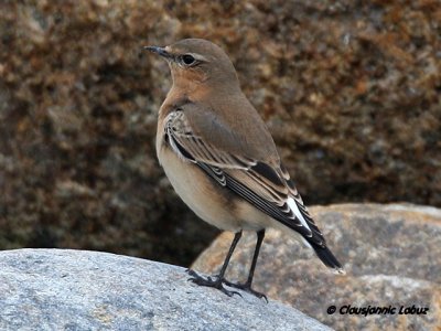 Northern Wheatear/Stenpikker - Hanstholm Slamdepot