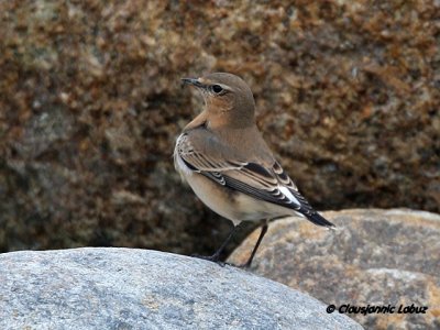 Northern Wheatear/Stenpikker - Hanstholm Slamdepot