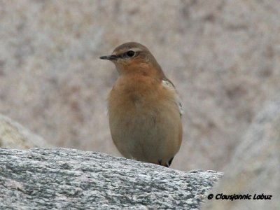 Northern Wheatear/Stenpikker - Hanstholm Slamdepot