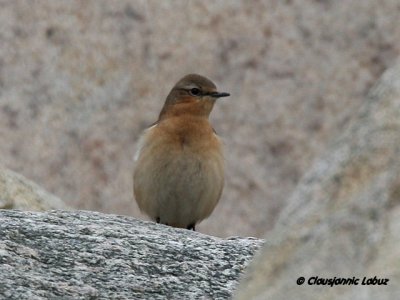 Northern Wheatear/Stenpikker - Hanstholm Slamdepot