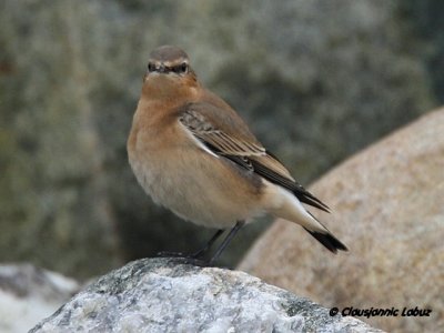 Northern Wheatear/Stenpikker - Hanstholm Slamdepot