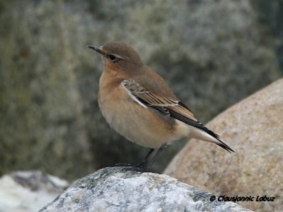 Northern Wheatear/Stenpikker - Hanstholm Slamdepot