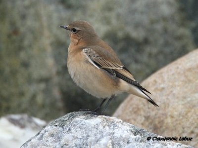 Northern Wheatear/Stenpikker - Hanstholm Slamdepot