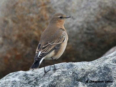 Northern Wheatear/Stenpikker - Hanstholm Slamdepot