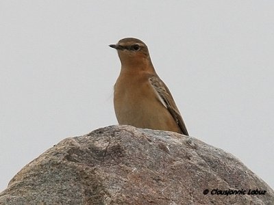 Northern Wheatear/Stenpikker - Hanstholm Slamdepot