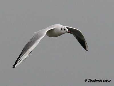Httemge / Blackheaded Gull