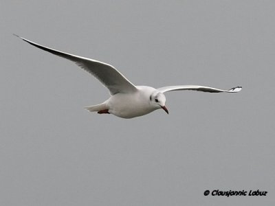 Httemge / Blackheaded Gull