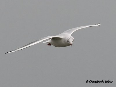 Httemge / Blackheaded Gull