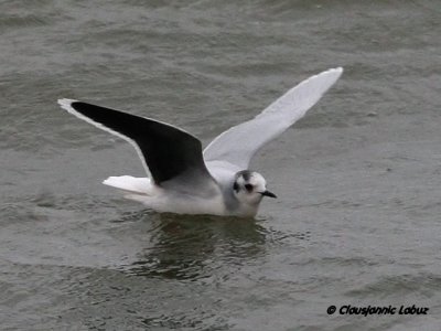 Dvrgmge / Little Gull