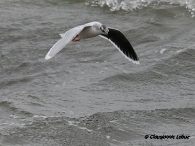 Dvrgmge / Little Gull