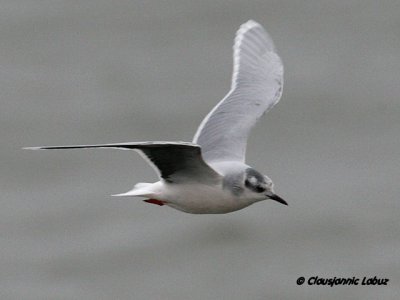 Dvrgmge / Little Gull